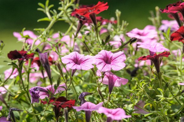 Top 5 Sites Incontournables pour Acheter des Cartons de Déménagement en Ligne